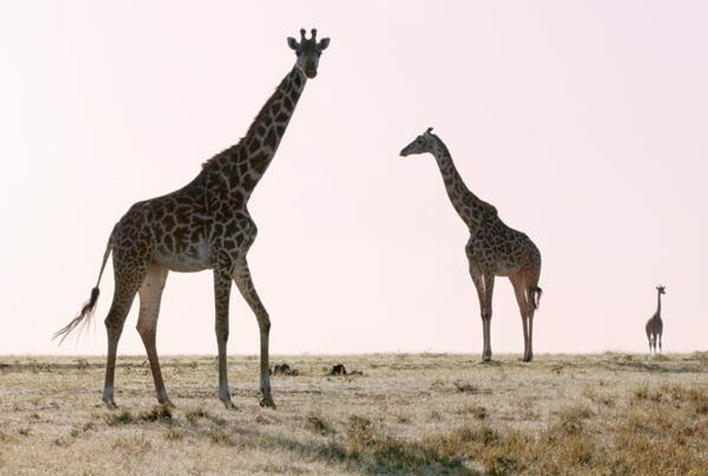 Detail of Three, 2019 by Eric Meyer