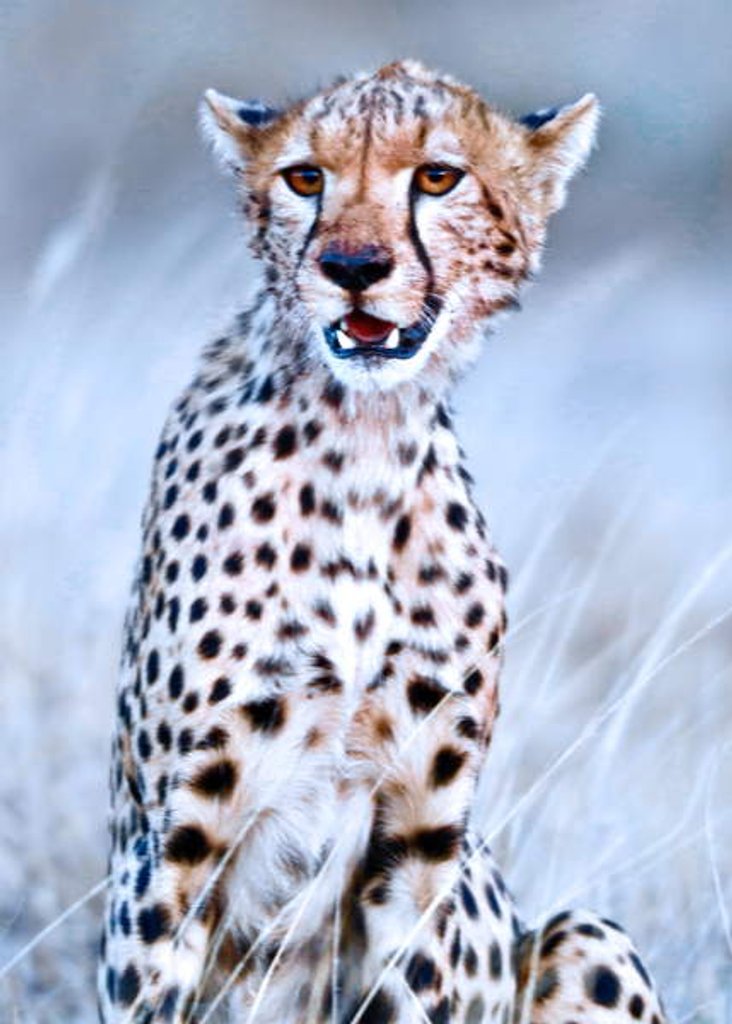 Detail of Young cheetah, 2019 by Eric Meyer