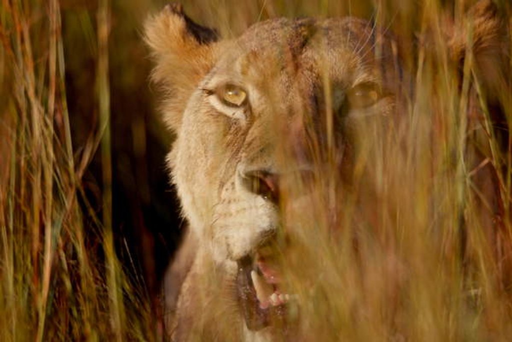 Detail of Lion in the grass, 2019 by Eric Meyer