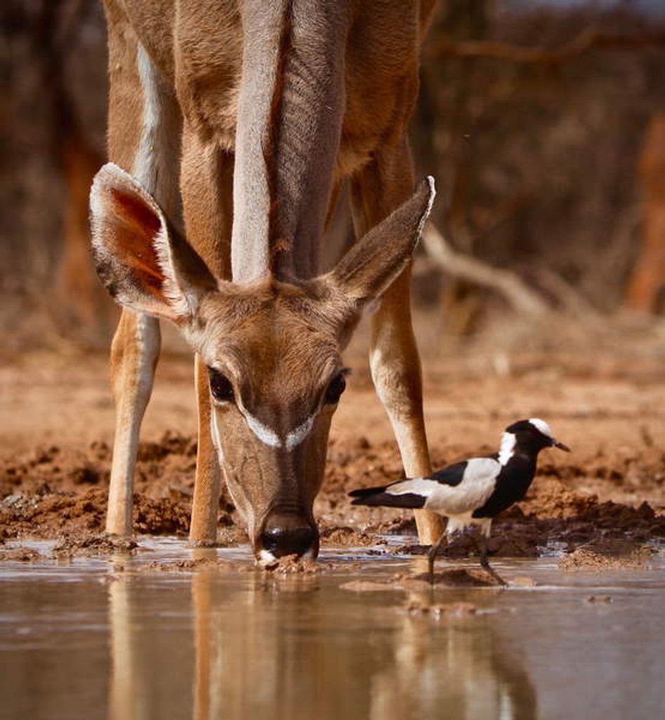 Detail of Pied Things, 2019 by Eric Meyer
