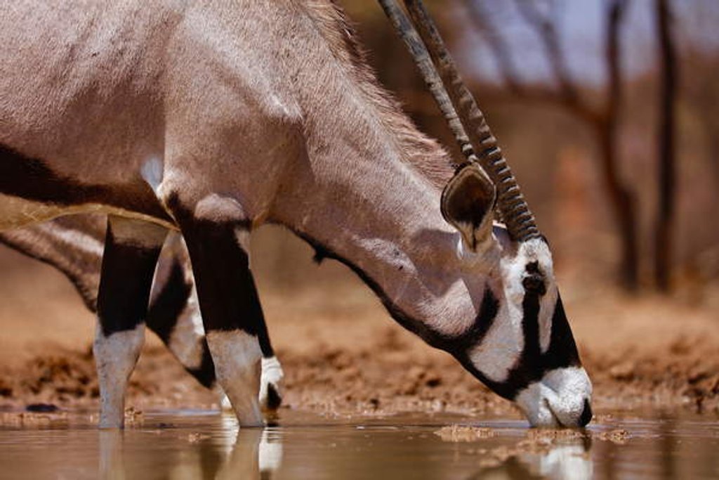 Detail of Oryx Drinking, Mount Etjo, 2019 by Eric Meyer