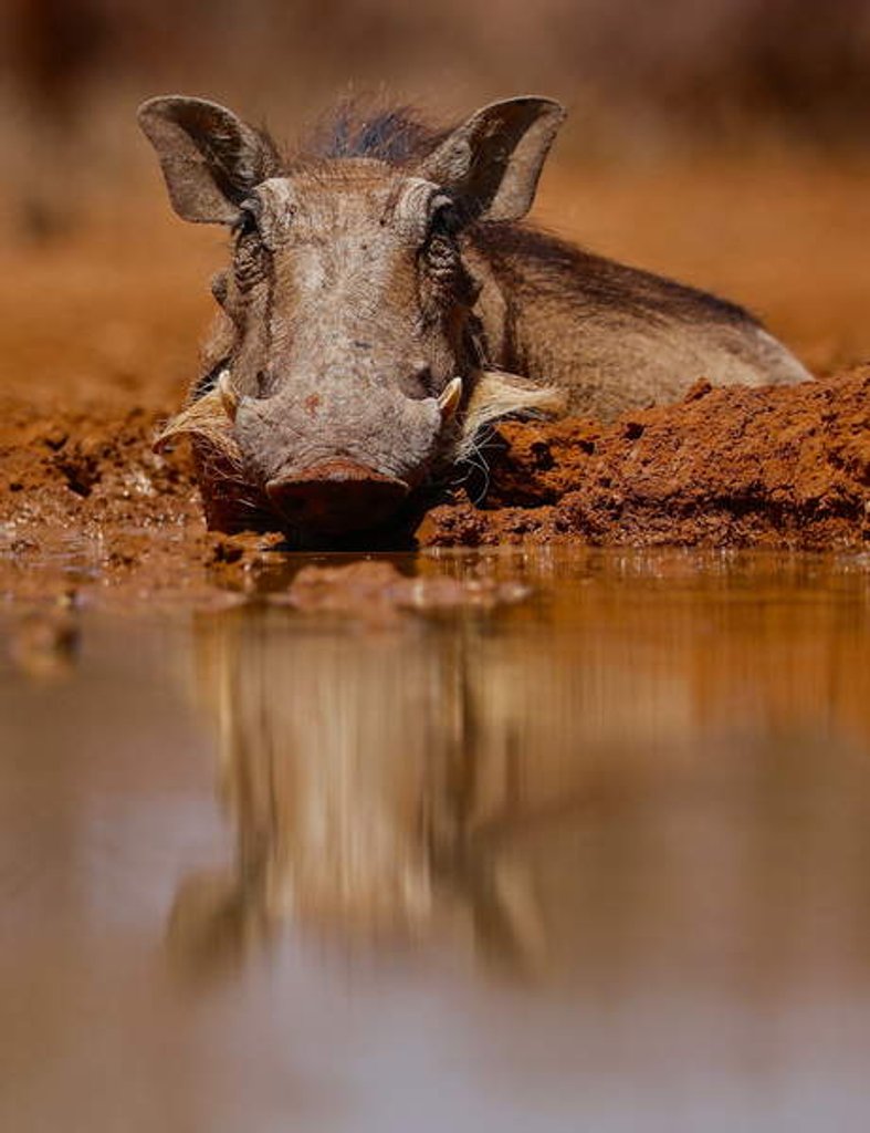 Detail of Happy Pig, 2019 by Eric Meyer