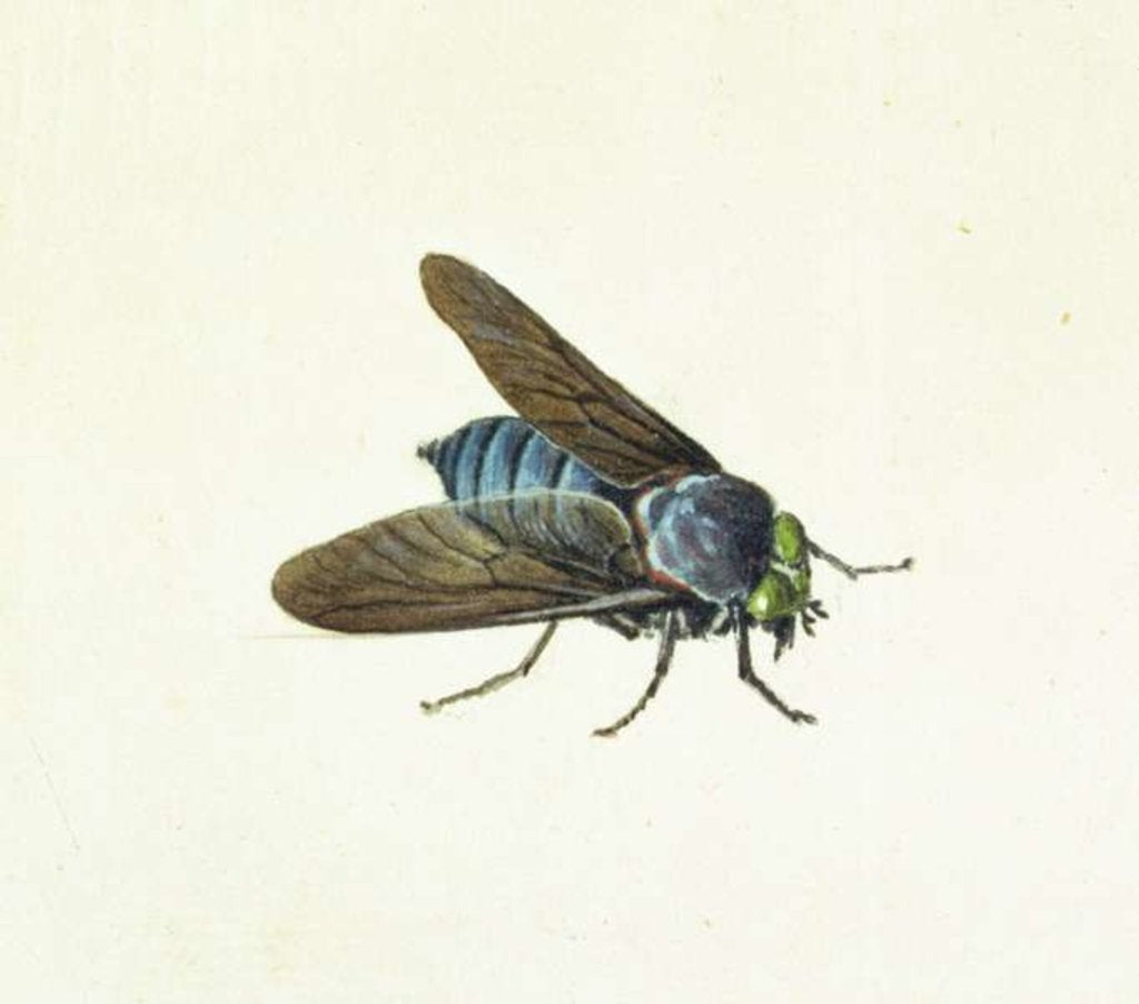 Detail of The Horsefly, 18th century by Georg Dionysius Ehret