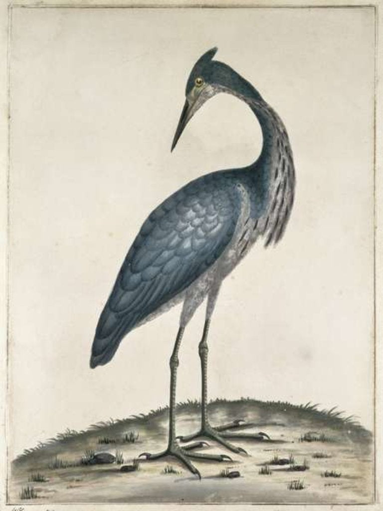 Detail of A Heron, 1789 by William Hayes
