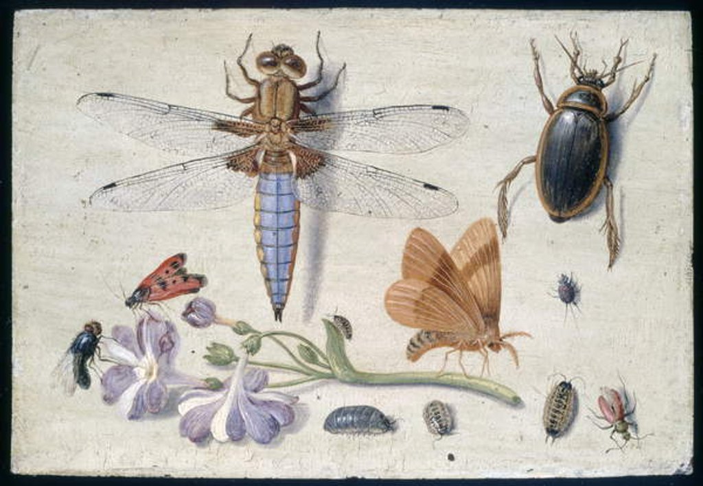 Detail of A Cockchafer, Beetle, Woodlice and other Insects, with a Sprig of Auricula, early 1650s by Jan van Kessel