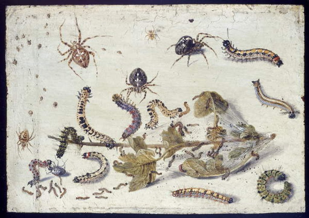 Detail of Various Spiders and Caterpillars, with a Sprig of Gooseberry, early 1650s by Jan van Kessel