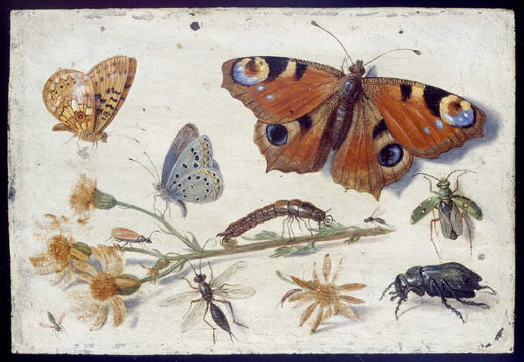 Detail of Three Butterflies, a Beetle and other Insects, with a Cutting of Ragwort, early 1650s by Jan van Kessel