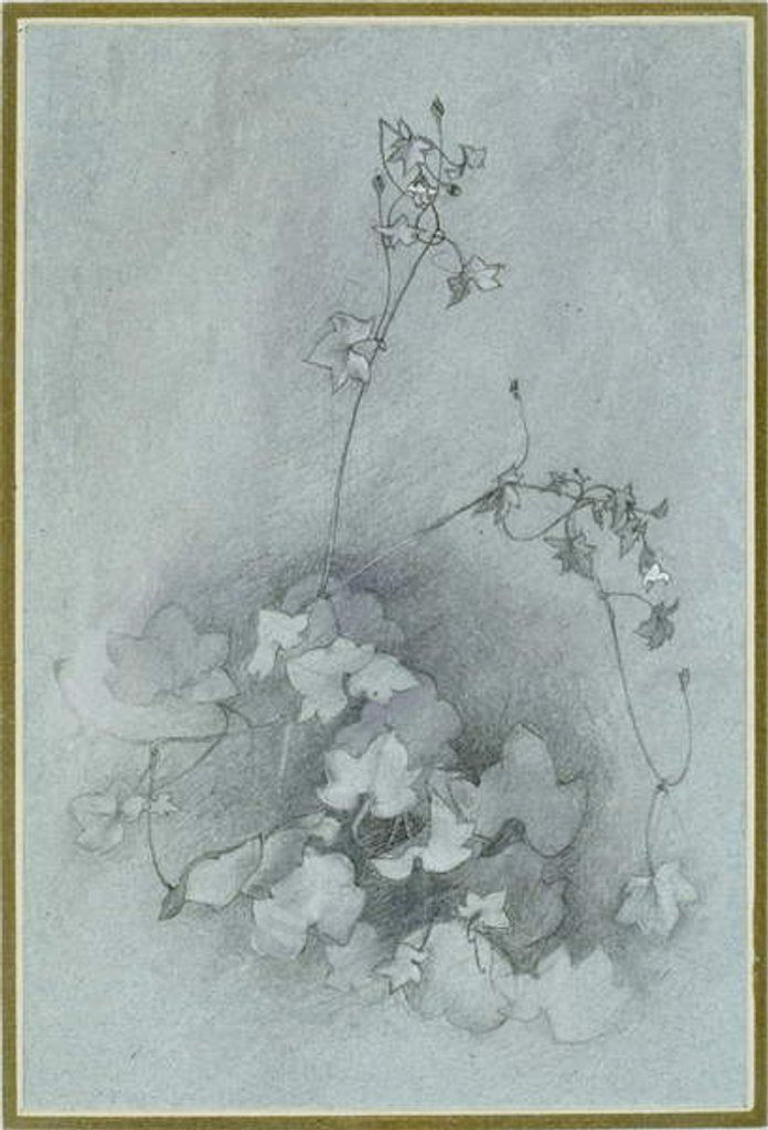 Detail of Ivy-Leaved Toadflax, 1852 by John Ruskin