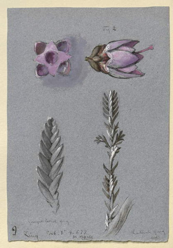 Detail of Four Studies of Ling, probably 14 September 1869 by John Ruskin