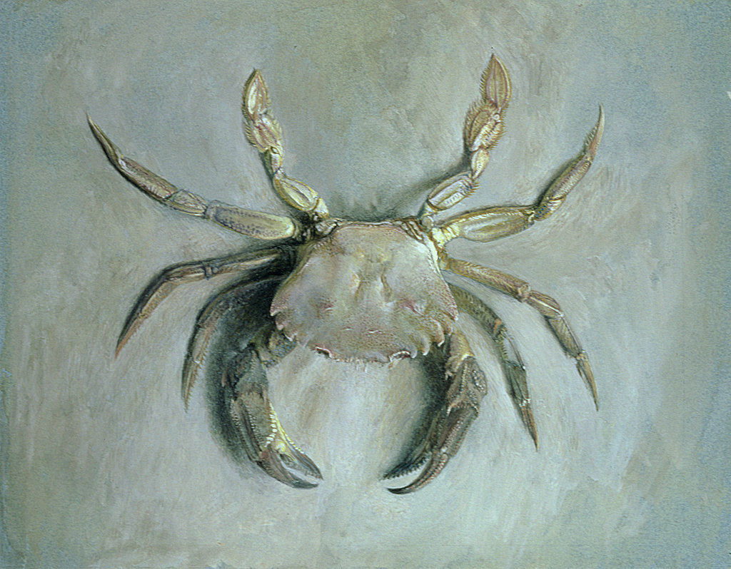 Detail of Velvet Crab, 1870-1 by John Ruskin