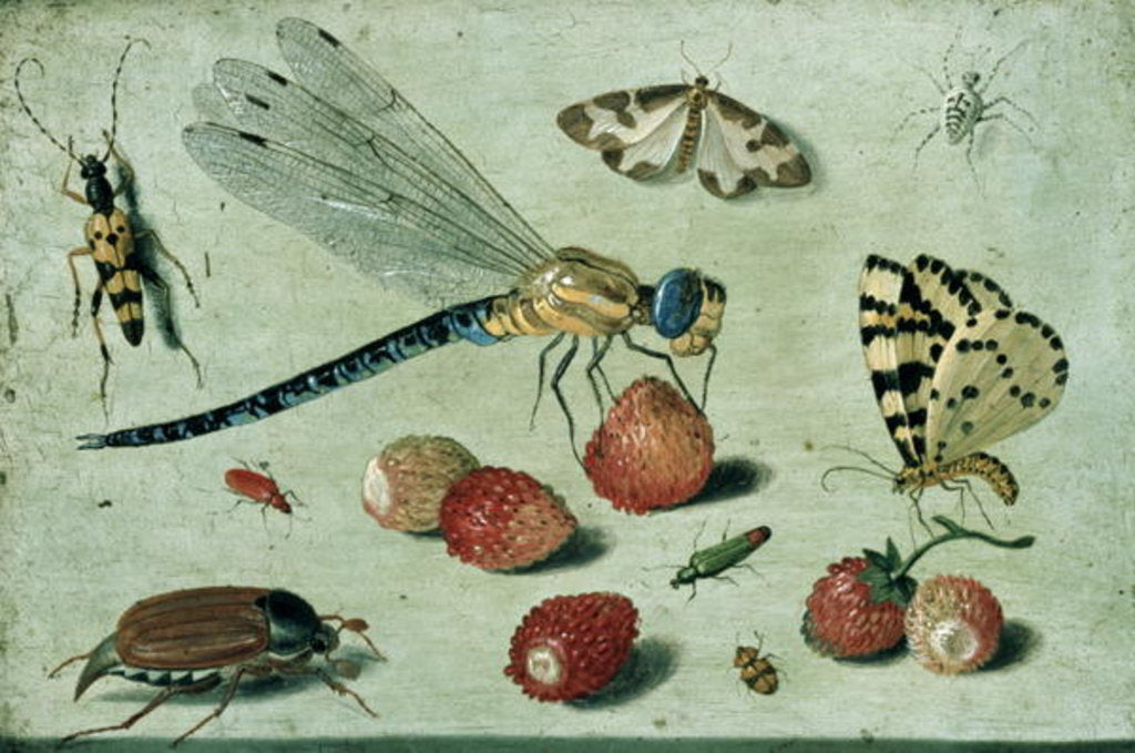 Detail of A Dragon-fly, two Moths, a Spider and some Beetles, with wild Strawberries, 17th century by Jan van the Elder Kessel
