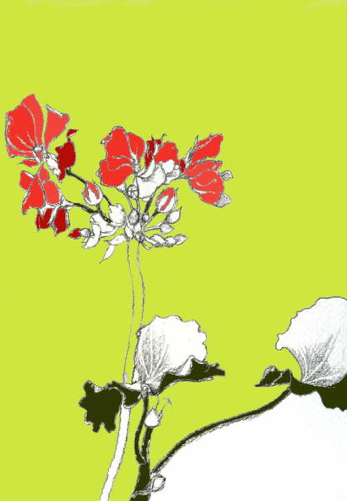 Detail of Geranium by Anna Platts