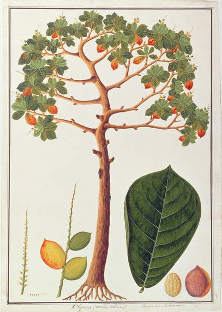 Detail of Klapang Terminalia Molucana or Malay Almond by School Chinese