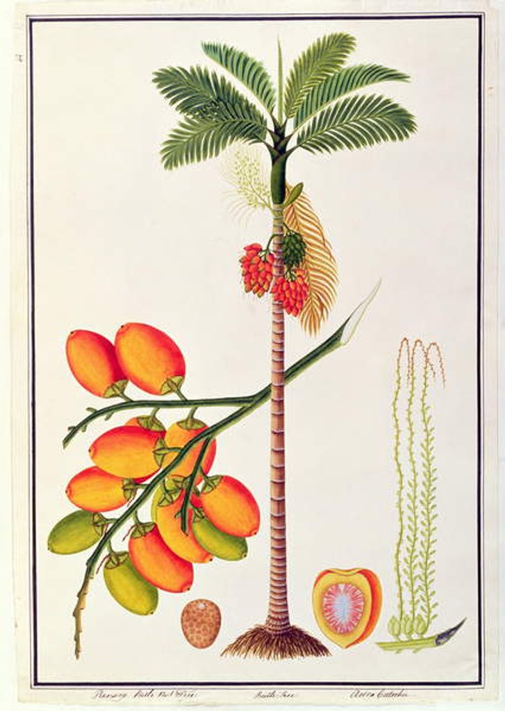 Detail of Pinang Betle Nut Tree by School Chinese