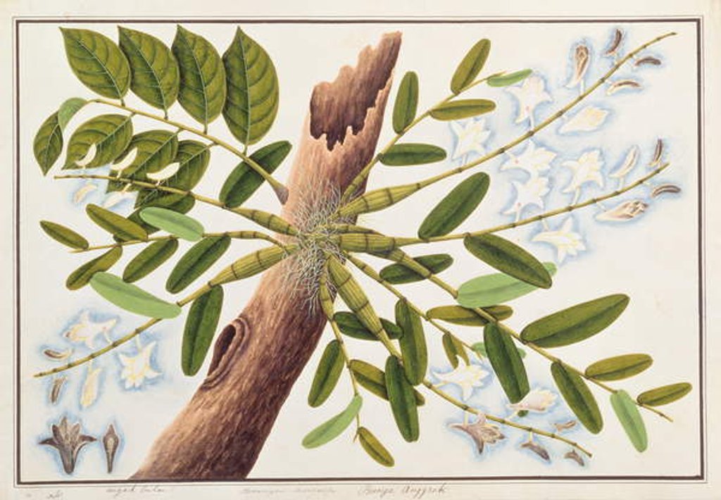 Detail of Pigeon Orchid by School Chinese