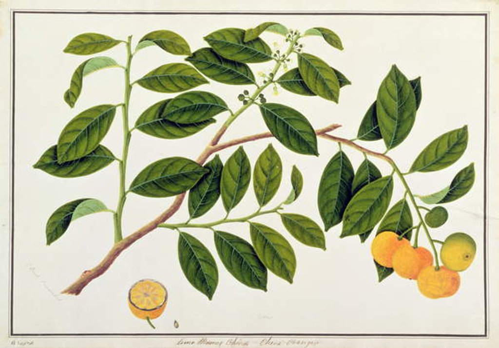 Detail of Limo Manies China or Chinese Oranges by School Chinese