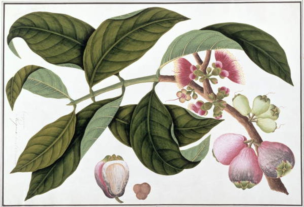 Detail of Eugenia or Jamboo Teloie poote by School Chinese