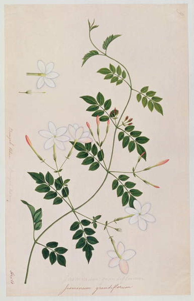 Detail of Jasminium grandiflorum by School Chinese