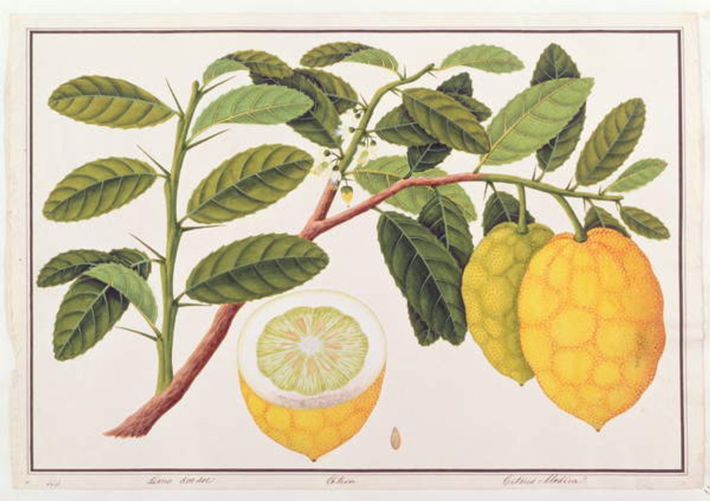 Detail of Limo Soe Sooe, Atrong or Citrus Medica by School Chinese