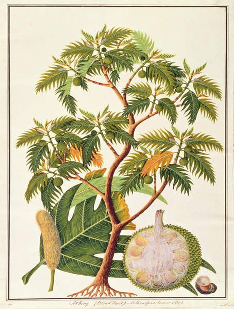 Detail of Sookong and Artocarpus Incisa from 'Drawings of Plants from Malacca', c.1805-18 by School Chinese