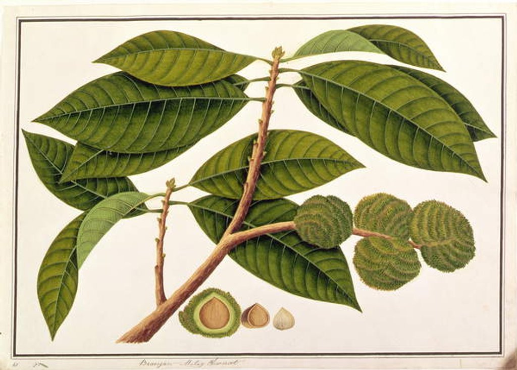 Detail of Brangam or Malay Chestnut by School Chinese