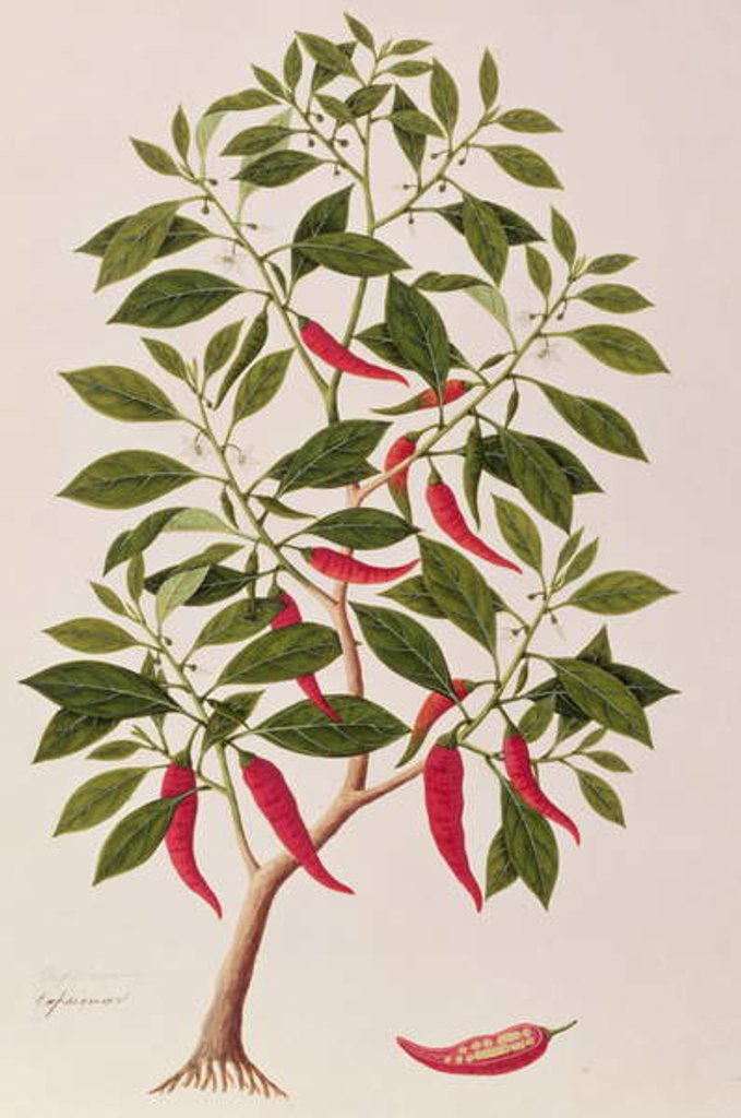 Detail of Chilly or Capsicum, 'Drawings of Plants from Malacca', c.1805-18 by School Chinese