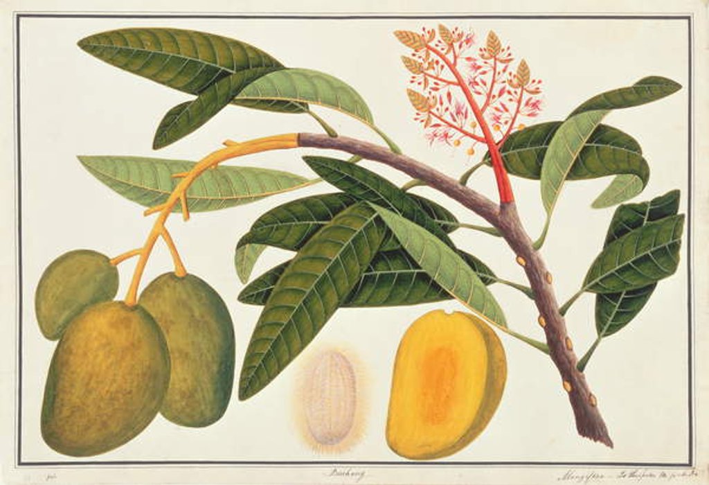 Detail of Buihang Mangifera by School Chinese