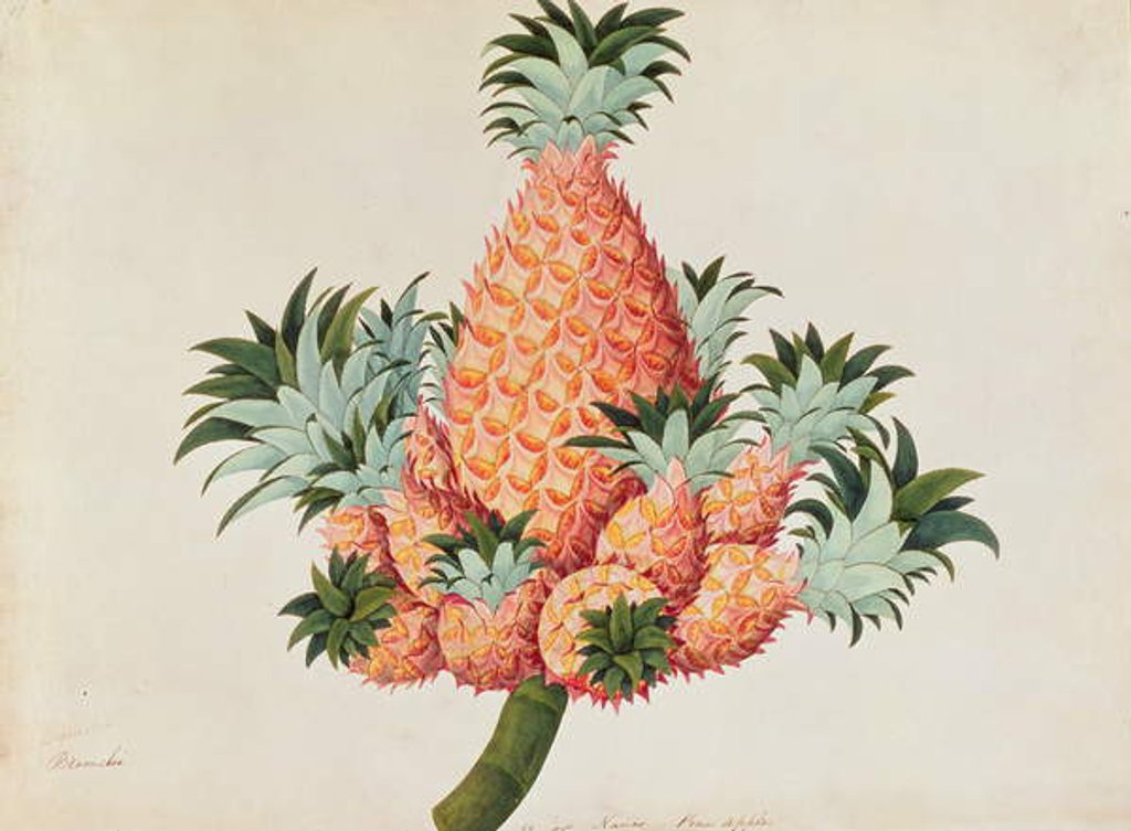 Detail of Nanas or Pineapple by School Chinese