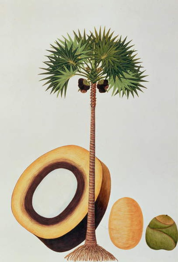 Detail of Booah Lontar or Palmyra Borassus by School Chinese