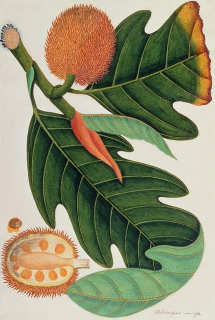 Detail of Trab or Artocarpus incesses by School Chinese