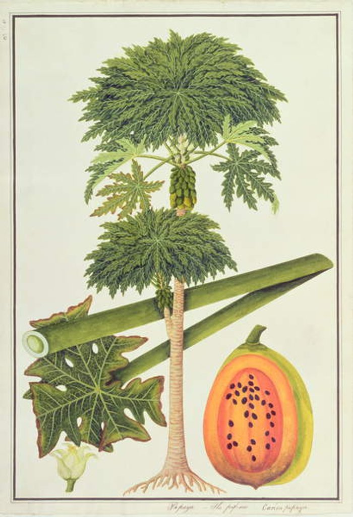 Detail of Papaya, The Papau or Caica Papaya by School Chinese