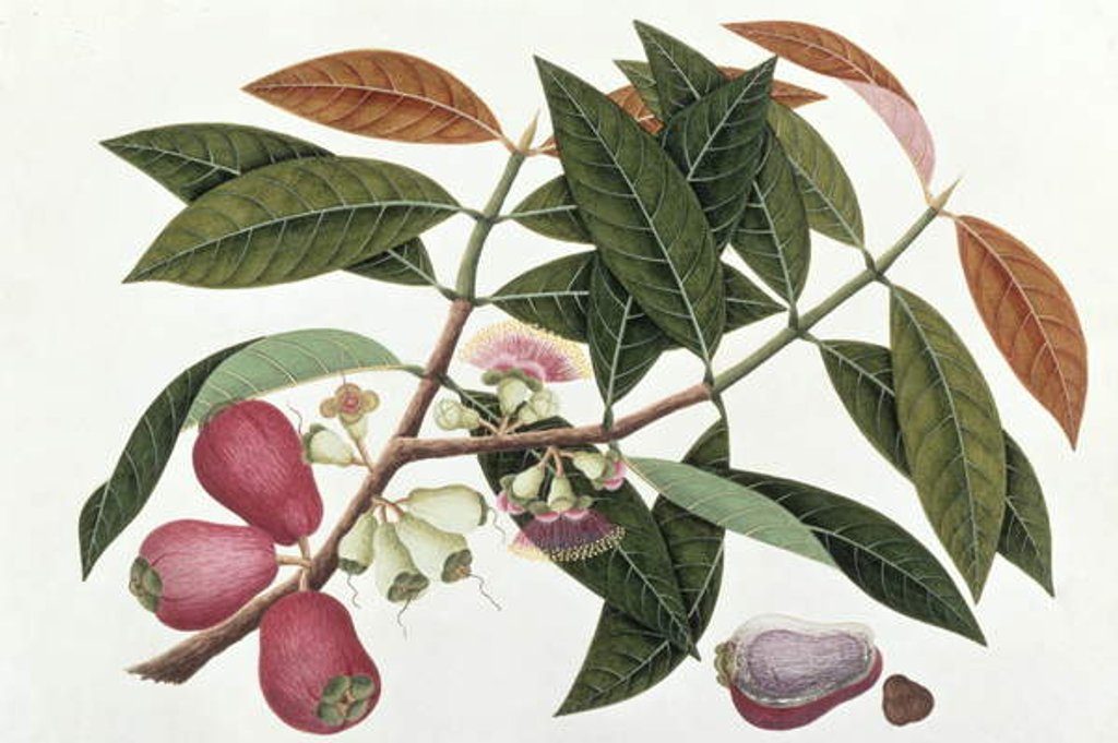 Detail of Jamboo Telore mera or Eugenia Malacceusis by School Chinese