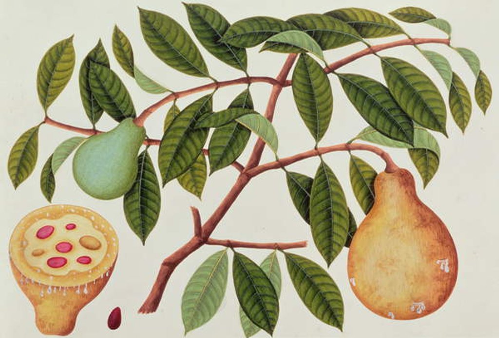 Detail of Fruit by School Chinese
