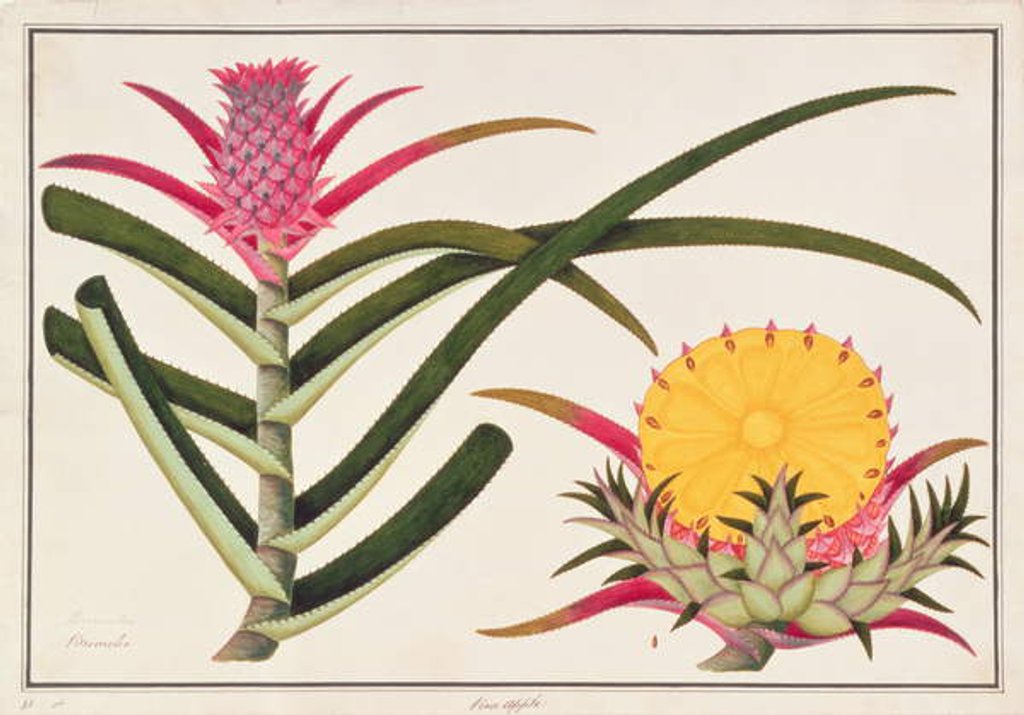 Detail of Pineapple or Bromelia by School Chinese