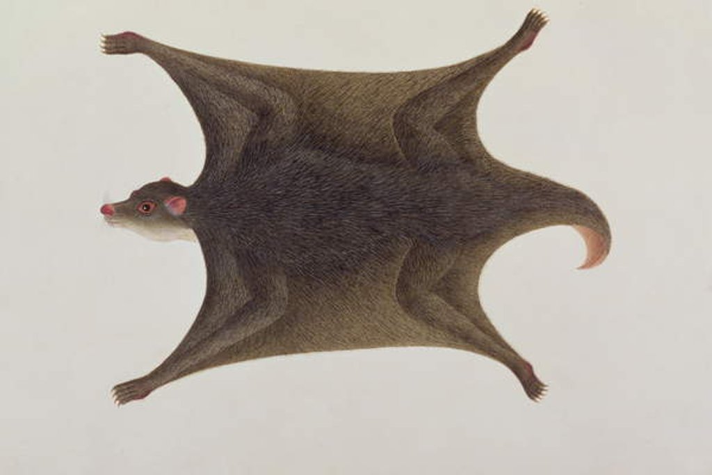 Detail of Koolong Lemur, Macanee by School Chinese