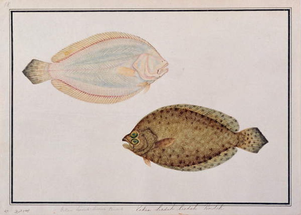 Detail of Large-toothed Flounder by School Chinese
