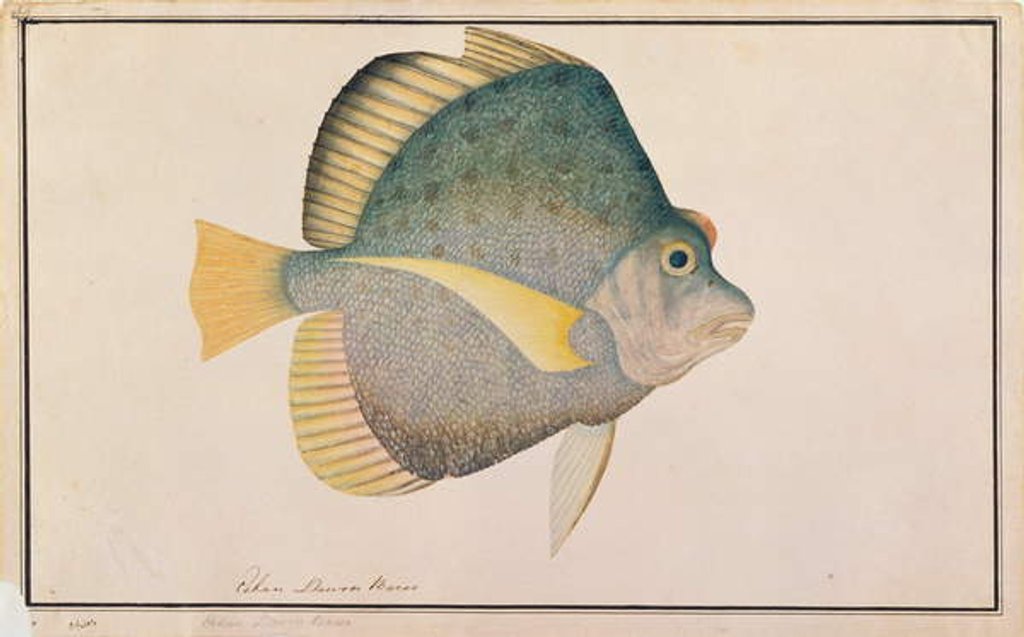 Detail of Spotted Sicklefish by School Chinese