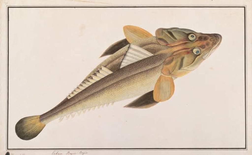 Detail of Flathead by School Chinese