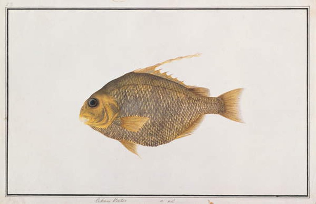 Detail of Spadefish by School Chinese