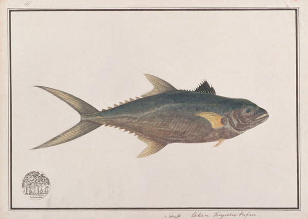 Detail of Indo-Pacific King Mackerel by School Chinese