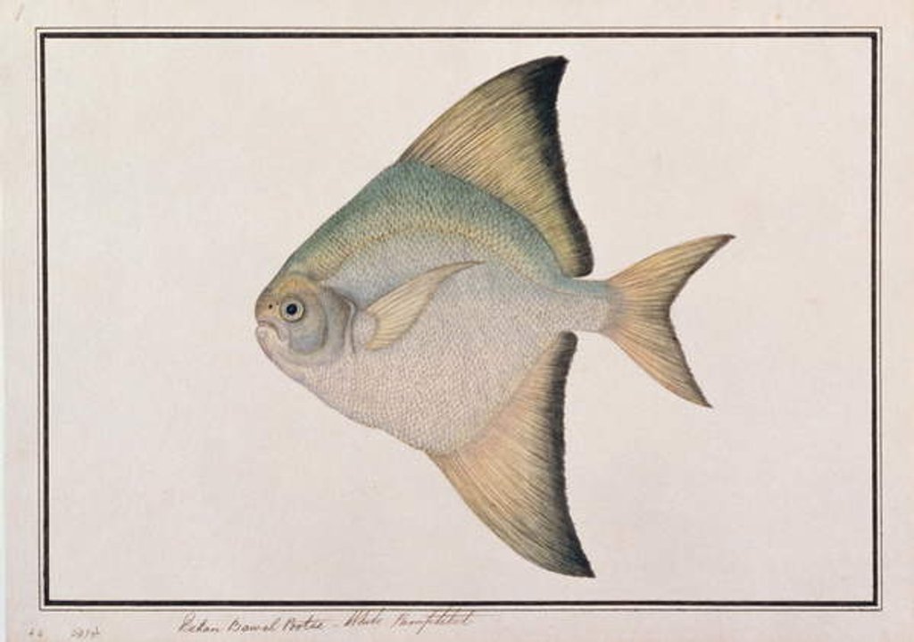 Detail of White Pomfret by School Chinese