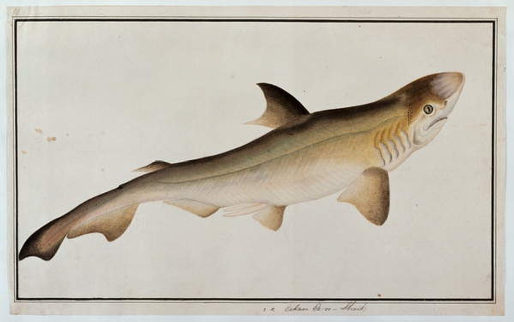 Detail of Shark, Eekan Ee-oo by School Chinese