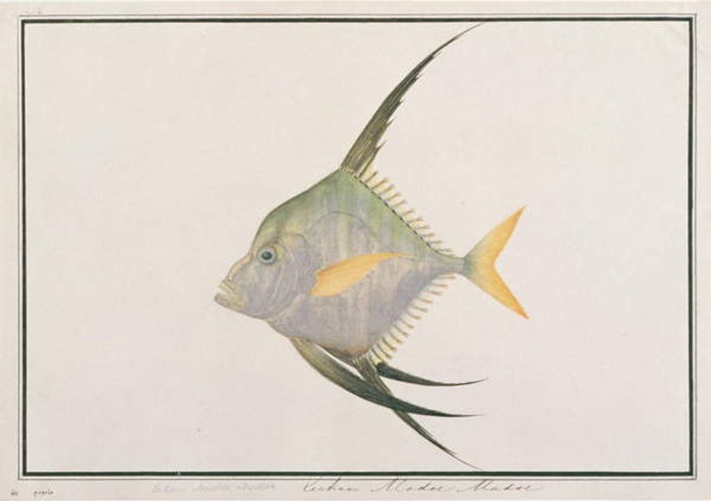 Detail of Indian Threadfish by School Chinese