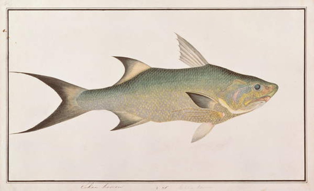 Detail of Threadfin by School Chinese