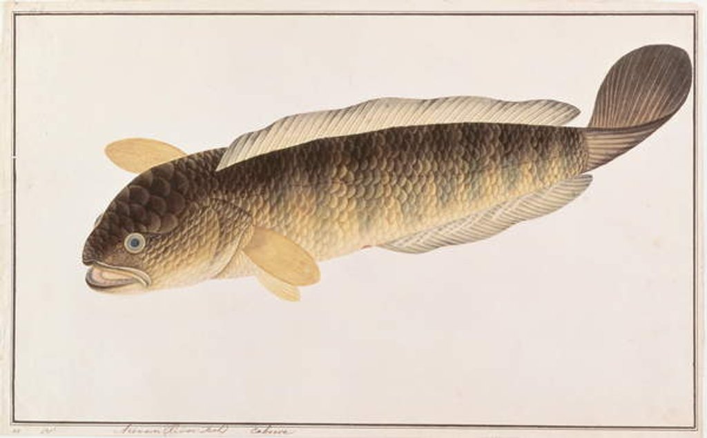 Detail of Common Snakehead by School Chinese