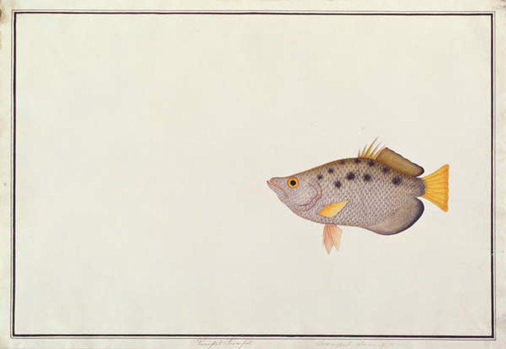 Detail of Spotted Archerfish by School Chinese