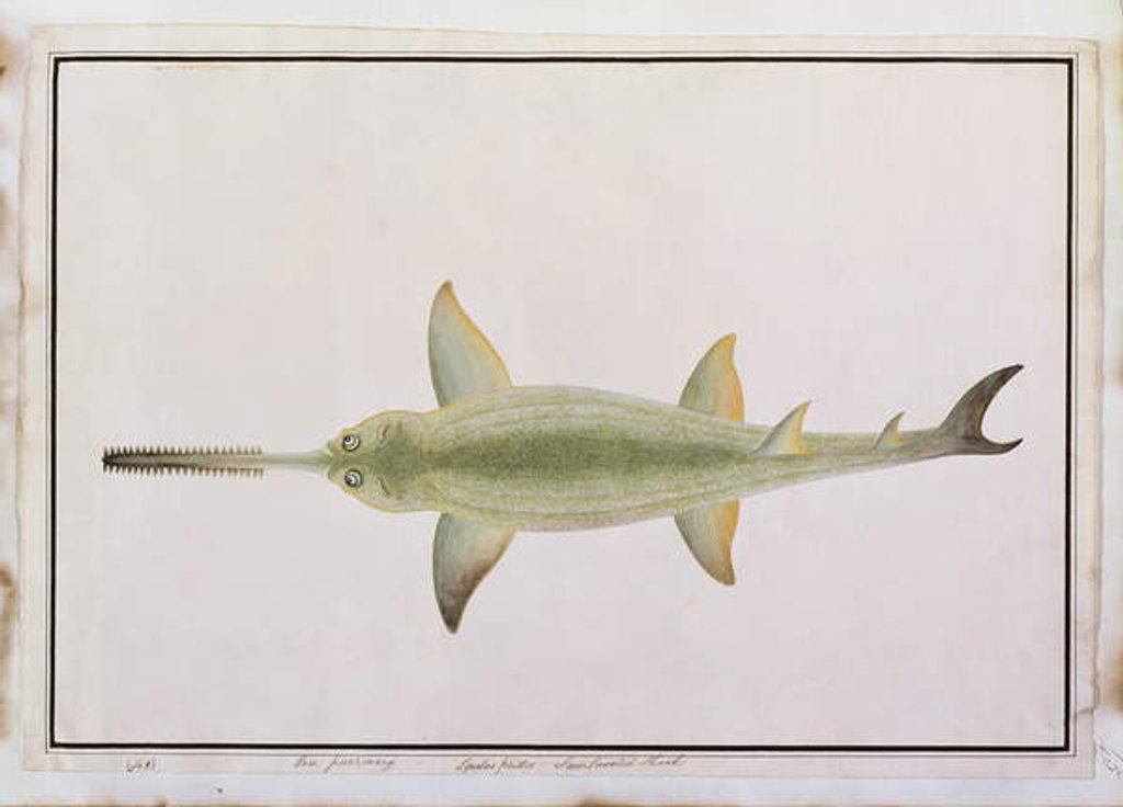 Detail of Sword Snouted Shark, Eeu parrang, Squalus poristis by School Chinese