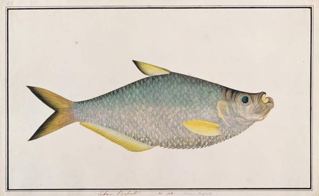 Detail of Ilisha by School Chinese