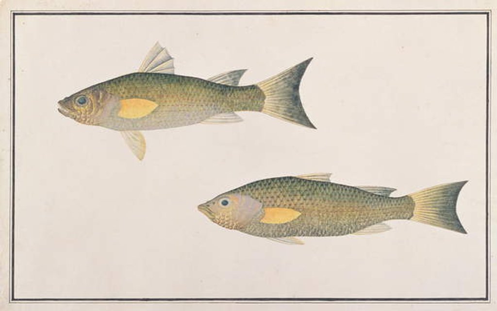 Detail of Grey Mullet by School Chinese