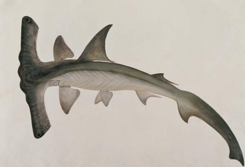 Detail of Eeoo Tando by School Chinese